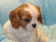 bébé chiot cavalier king charles