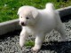 bébé chiot akita inu 