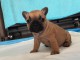 bébé chiot bouledogue français