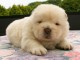 bébé chiot chow chow 3 mois