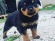 bébé chiot rottweiler 3  mois