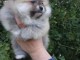 bébé chiot spitz nain pomeranien