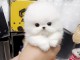  MAGNIFIQUE CHIOT POMERANIEN TEACUP BLANC A DONNER