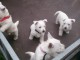 A donner chiots Westie