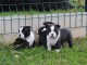 A donner Chiots Boston terrier