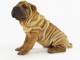 chien sharpei  disponible