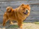 chow chow beau chien propre