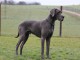 dogue allemand beau chien