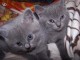 Deux chatons chartreux male et femelle disponible