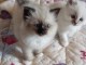 Magnifiques chatons sacré de birmanie disponible de suite