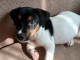 Jack russell male et femelle contre bon soin