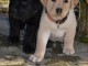 A donner chiots labrador