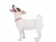 race de chien jack russell