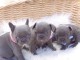  Chiots bouledogues français disponibles