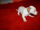 adorable chiot jack russell disponible