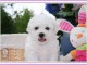 joli chiot bichon disponible