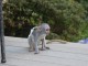 singes capucins pour une bonne maison