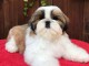 Deux chiots shih tzu mâle et femelle a donner