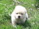 Chiot Chow Chow adorable