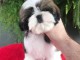 Deux chiots shih tzu mâle et femelle a donner