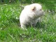Chiot Chow Chow adorable