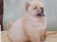 Chiot Chow Chow adorable