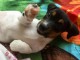 Chiots adorables jack Russell disponible