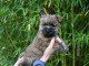 Chiots Cairn Terrier Age de 3 mois