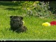 Chiots Cairn Terrier Age de 3 mois