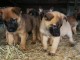 Chiots Berger Belge Age de 3 mois