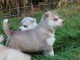 chiots husky siberien