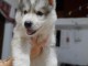 chiots husky siberien