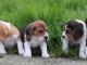 A Donner Chiot Type Beagle