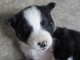 Chiots Border Collie Adorable