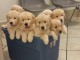 magnifiques chiots Golden Retriever