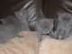 magnfiques chatonschartreux a reserve