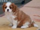 Adorable chiot cavalier king charles à DONNER