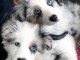 Chiots Bergers Australien aux yeux bleus