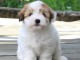 Chiots Coton de Tulear