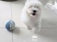 Chiots Coton de Tulear