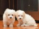 Chiots Coton de Tulear