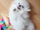 chiots spitz nain adorable