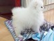 chiots spitz nain adorable