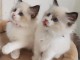 Magnifiques chatons Ragdoll a donner