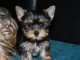 Magnifiques chiots Yorkshire Terrier a donner