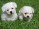 Magnifiques chiots bichon maltais a donner