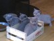 Chatons british shorthair a donner