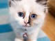 A Donner petit chaton type Ragdoll