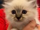 A Donner petit chaton type Ragdoll