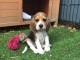 A donner chiots Beagle